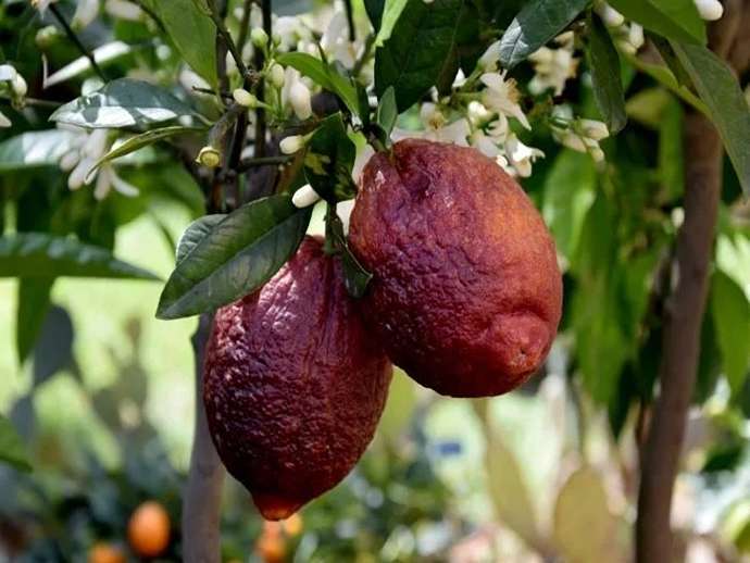 Κόκκινο λεμόνι, ένα υβρίδιο που αξίζει να ανακαλύψετε